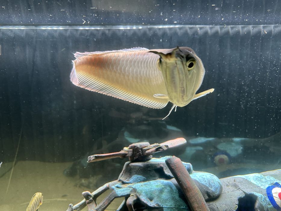 Peixe Aruana 30-40 cm