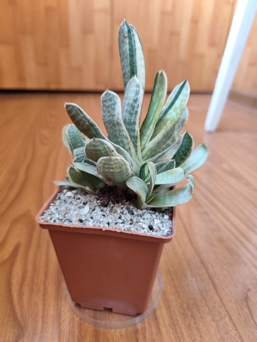 Gasteria Sakura fuji, Гастерия, суккулент