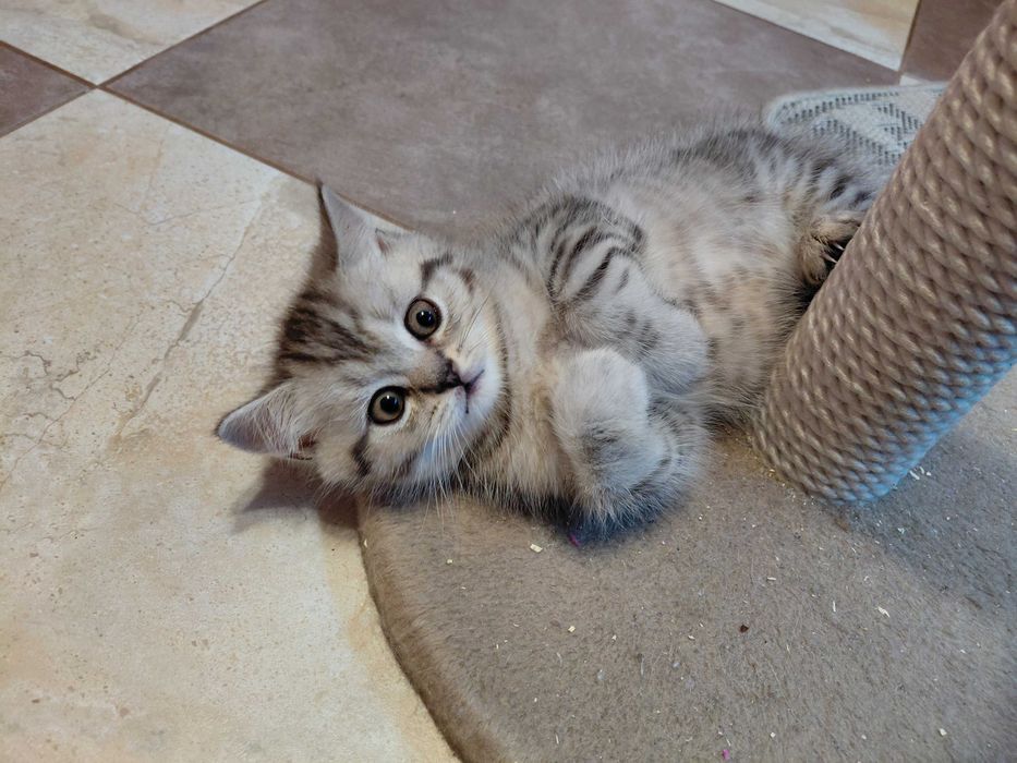 Шотландське кошеня