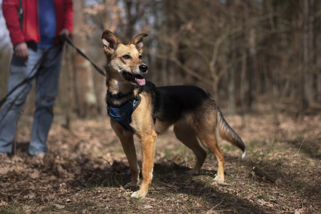 Kraksa: 2-letnia piękna sunia szuka domu