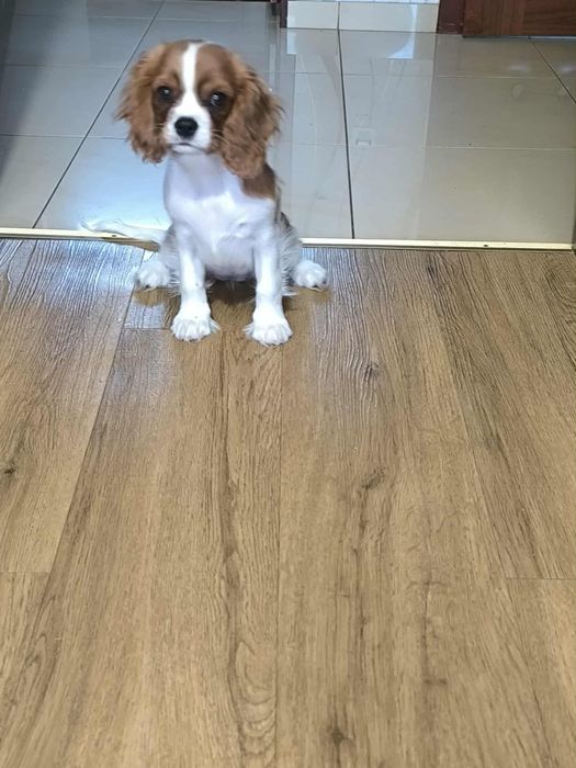 Cavalier King Charles Spaniel ZKwP