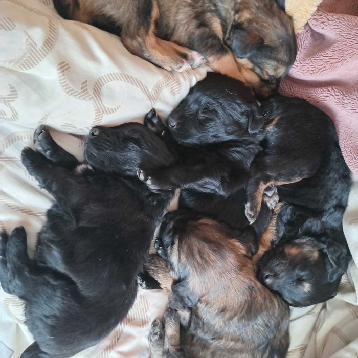 Віддам безкоштовно цуценят