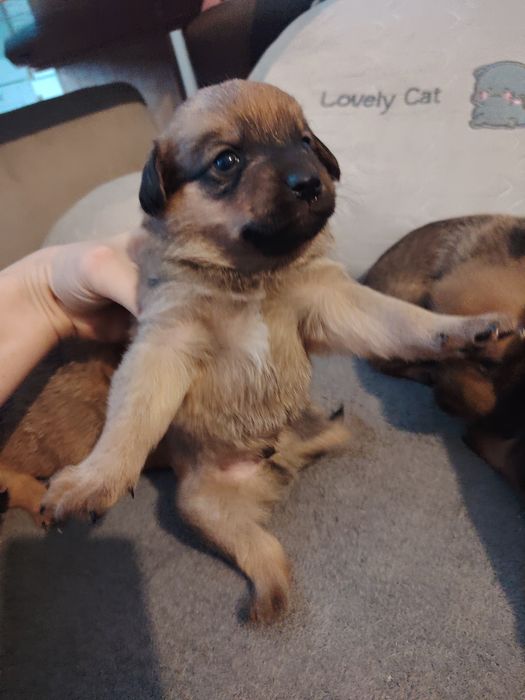 Szczeniaki polecają się do adopcji