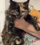 Maine Coon kotka gotowa do odbioru