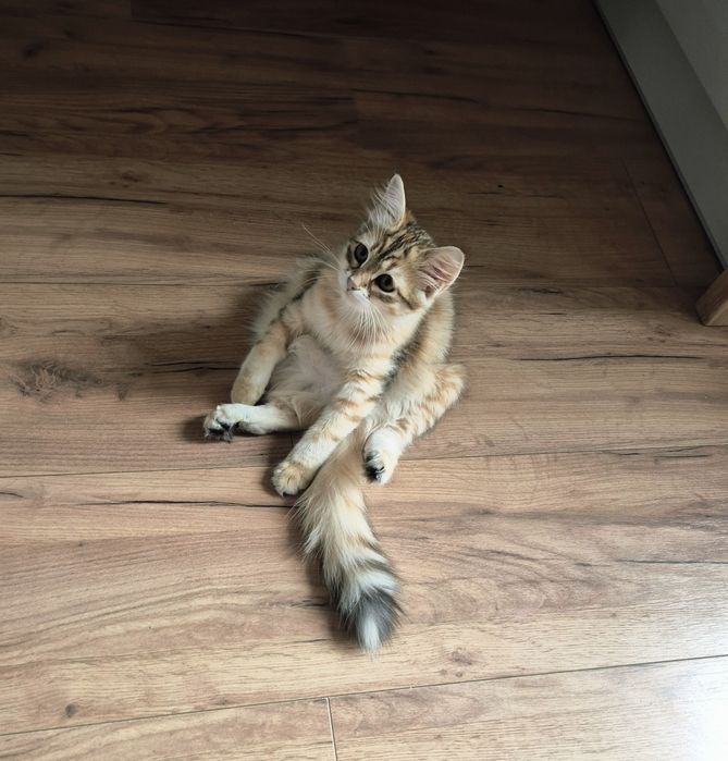 Kotka kot syberyjski po championie JUŻ DO ODBIORU