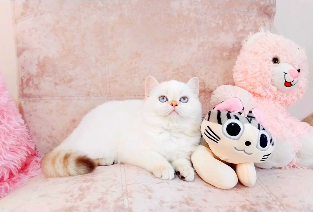 Чарівна голубоока дівчинка шотландочка