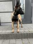 Owczarek Belgijski Malinois suczka 5 miesięcy
