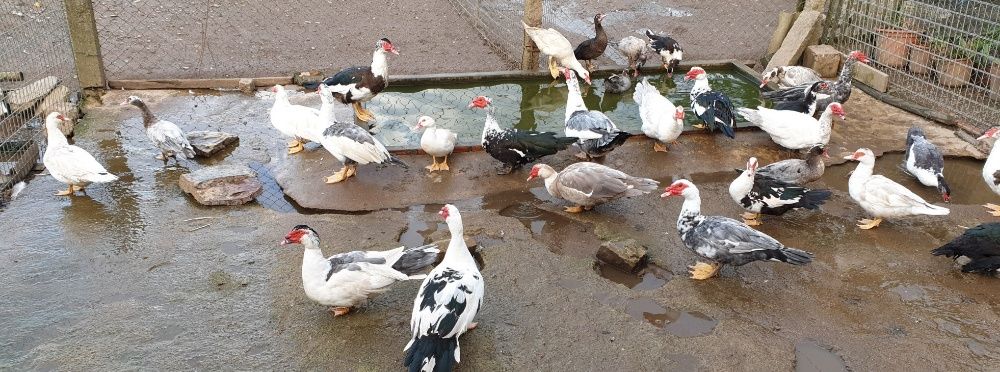 Patos gansos perus