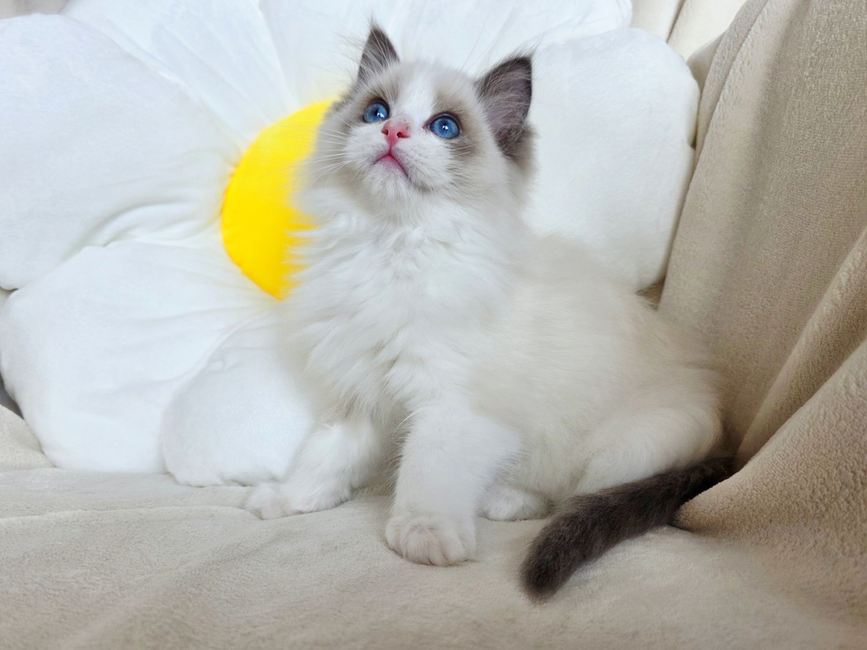 Ragdoll WCF kocurek blue bicolour rodowód uznawany na całym świecie
