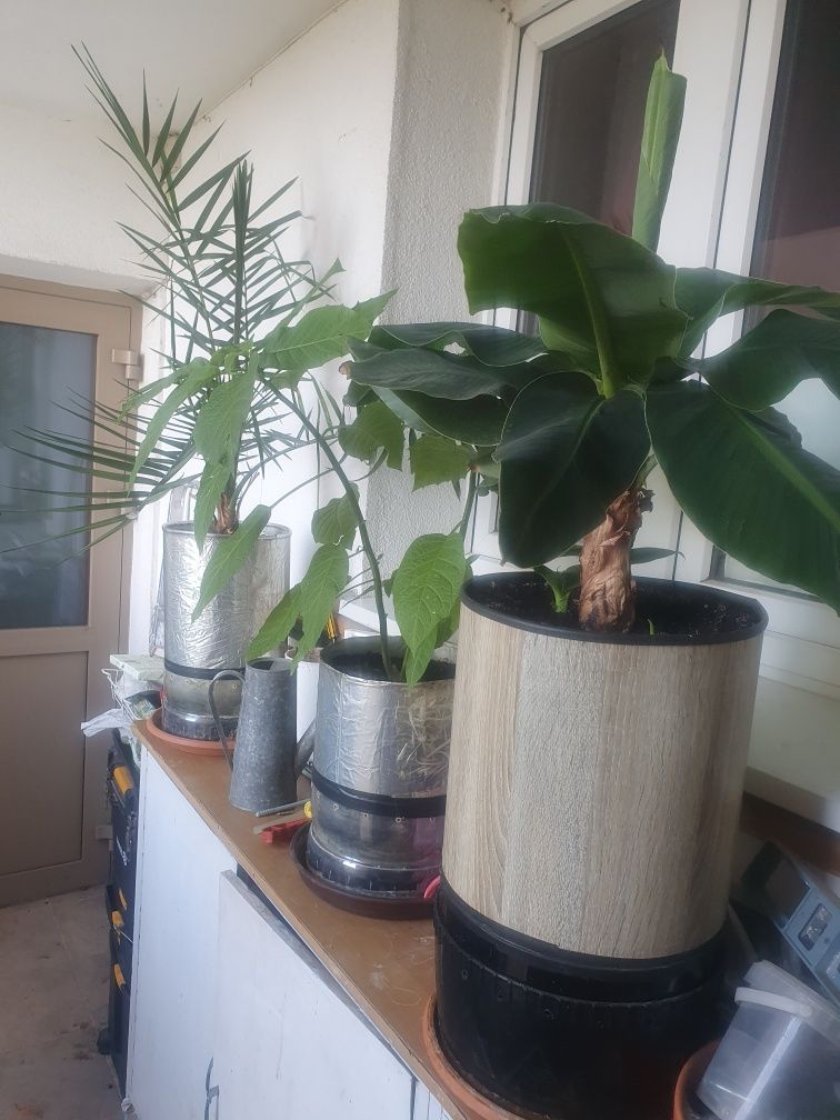 Donica dla palm, bananowcow, datury jak i hodowli marihuany i pomido