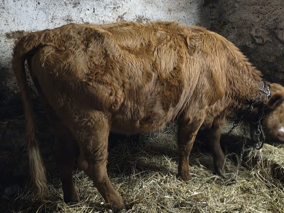 Jałówka mięsna liemousine