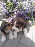Piękne szczenię Beagle TRI -Color