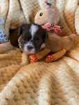Shih - tzu Salonowe Suczka