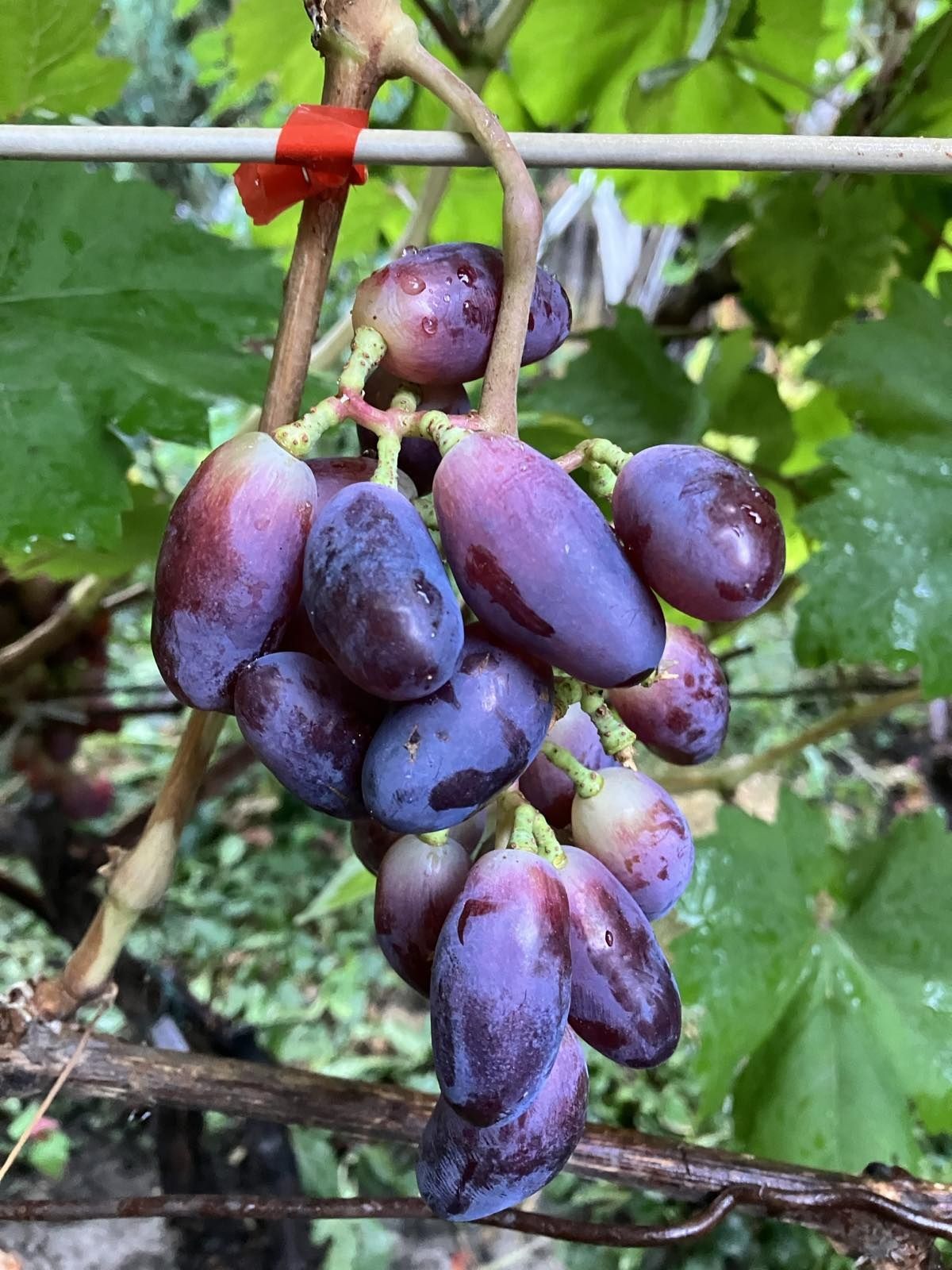 Вегетуючі саджанці винограду