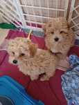 MALTIPOO śliczny  piesek