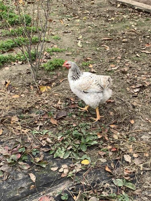 Курочки Мастер Грей