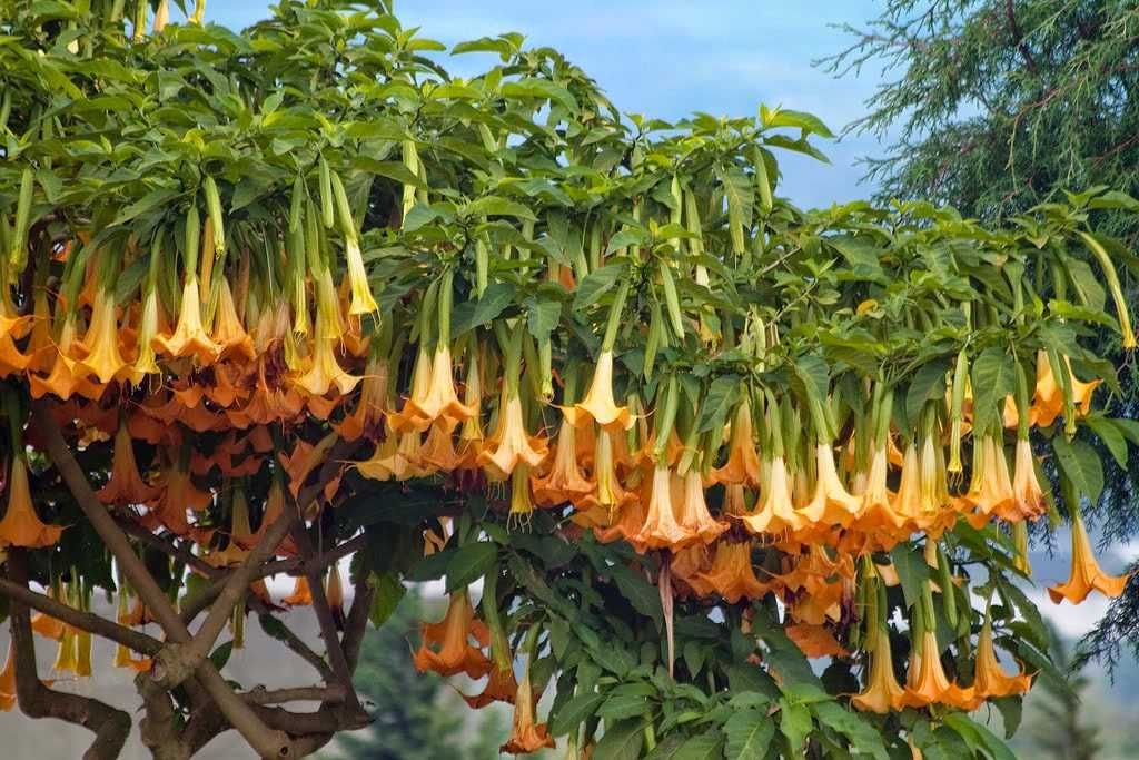 Brugmansia versicolor DATURA +GRATISY