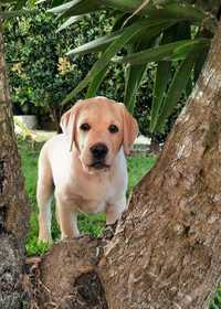 Labrador Retriever Macho com Lop e Afixo