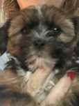 Oddam pieski w typie shi tzu
