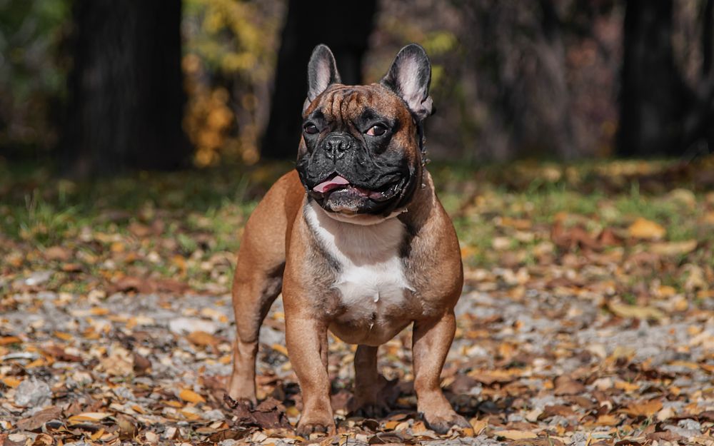 Вязка Французский бульдог