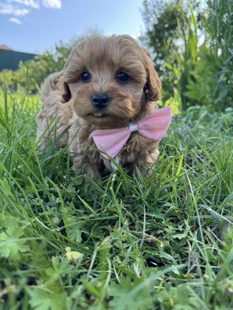 GOTOWY DO ODBIORU Piesek Maltipoo F1b Badania gentetycze Wyprawka