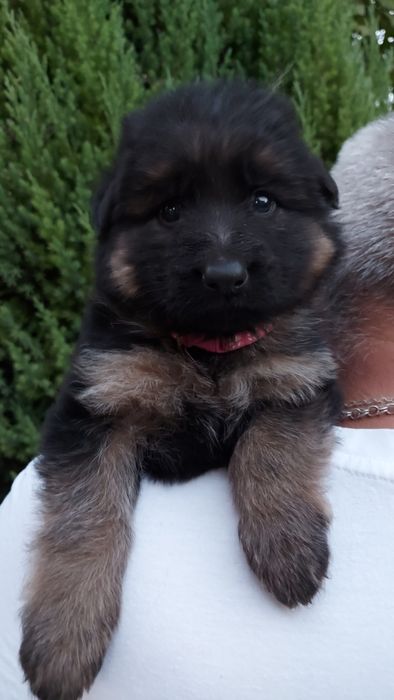 Цуценята нім.вівчарки