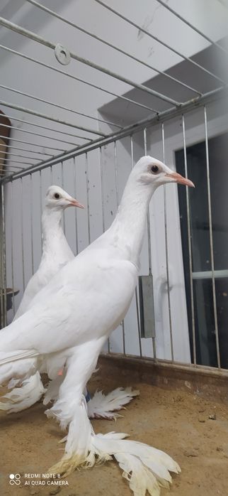 Bocian bociany samica