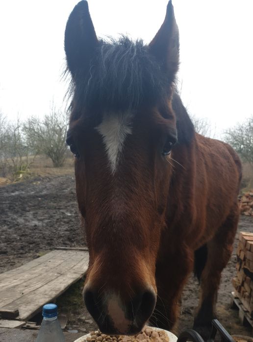 Obornik koński - nawóz ekologiczny