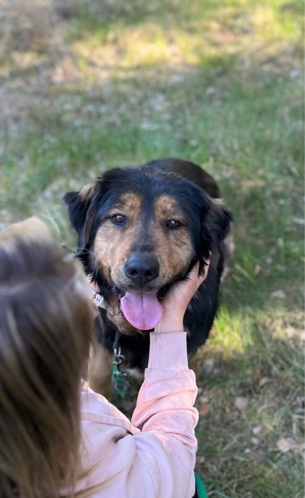 Klusia wyrzucona w lesie po latach stróżowania - adoptuj, uratuj