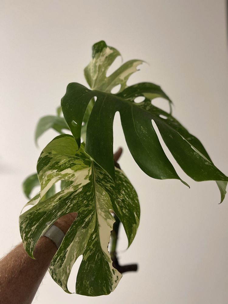 Planta Monstera variegata