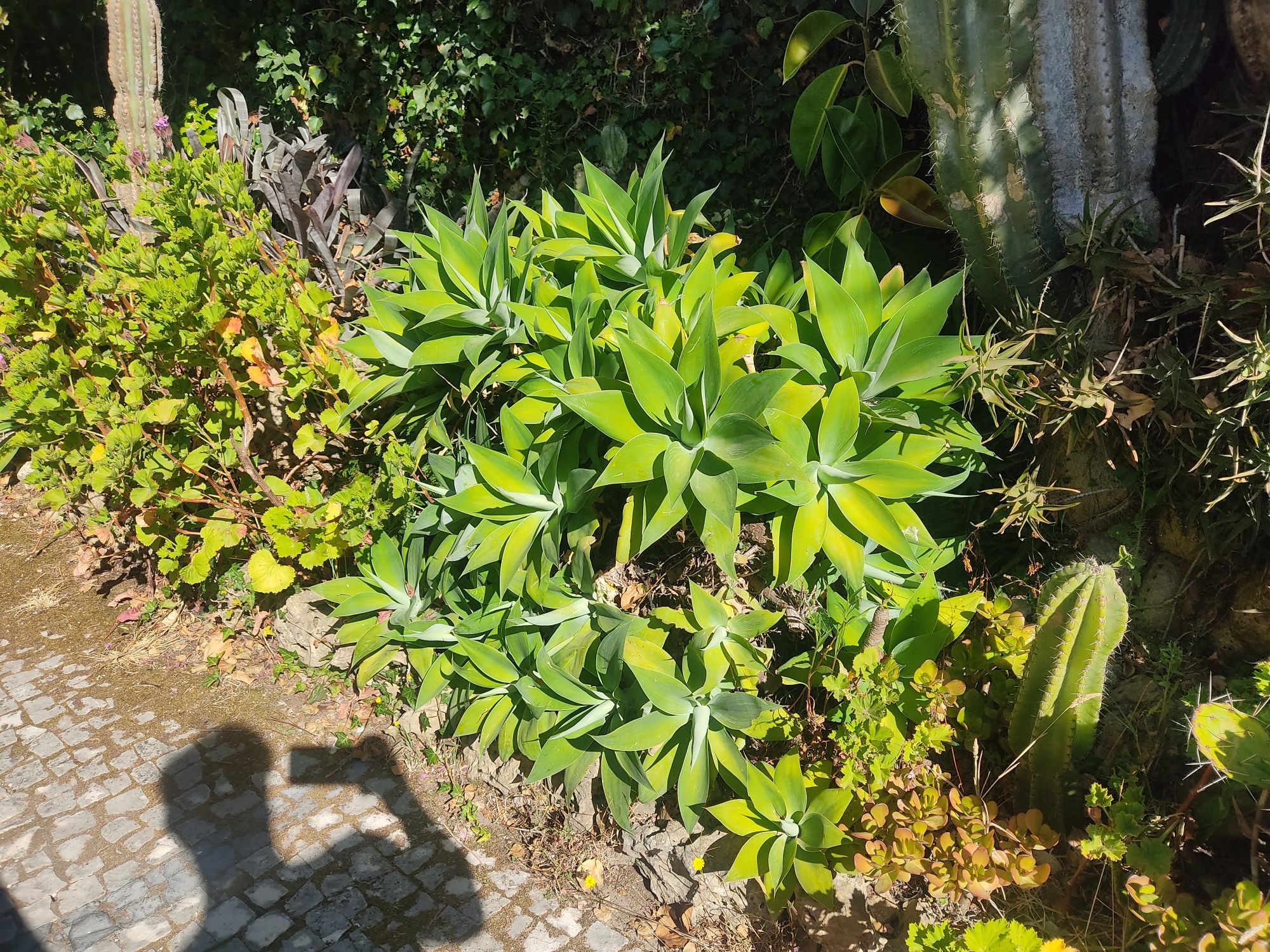 Planta de Madeira também conhecida como Agave Dragão
