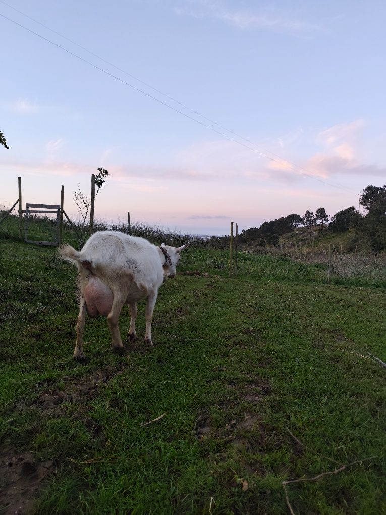 Cabrito sannen com 3 meses