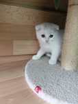 Scotish  fold  gatinho