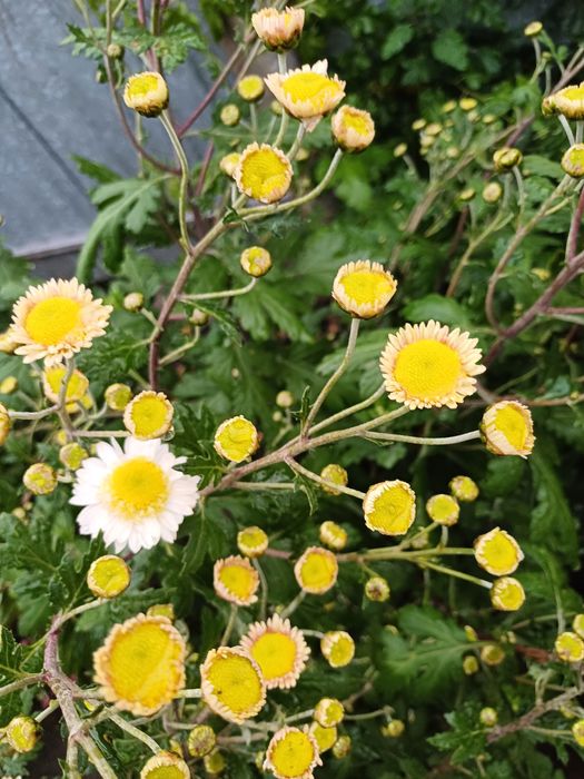 Гвлячкова хризантема