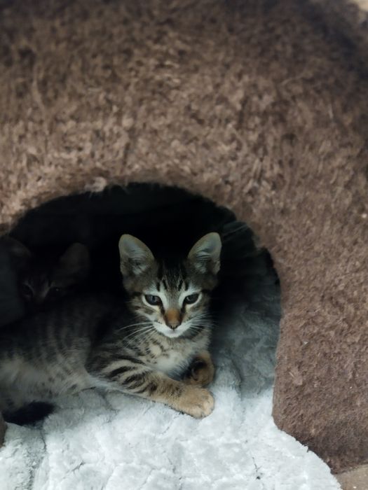 Gatinhos bebés para adoção responsável