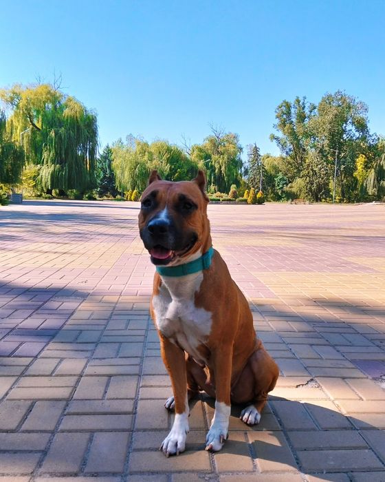 Американский пітбультерьер з документами