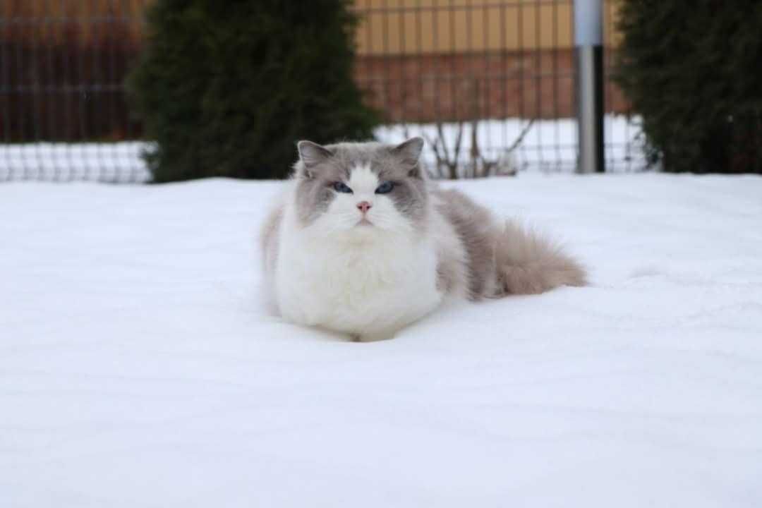 Kocurek Ragdoll 6,-letni