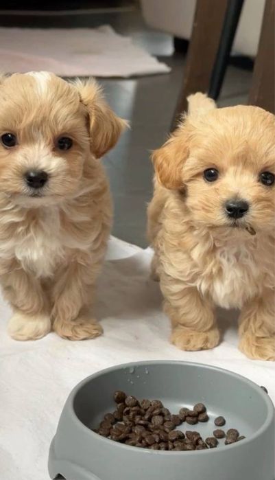 От 800€‼️Чистокровные элитные мальтипу мини в разных окрасах