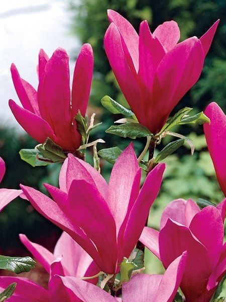 Магнолия разные сорта!Гортензия, рододендрон, азалия,клематис