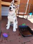 Zapowiedź miotu Alaskan Malamute
