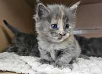 Kocięta Maine Coon - Niebieska Szylkretka Poly FPL