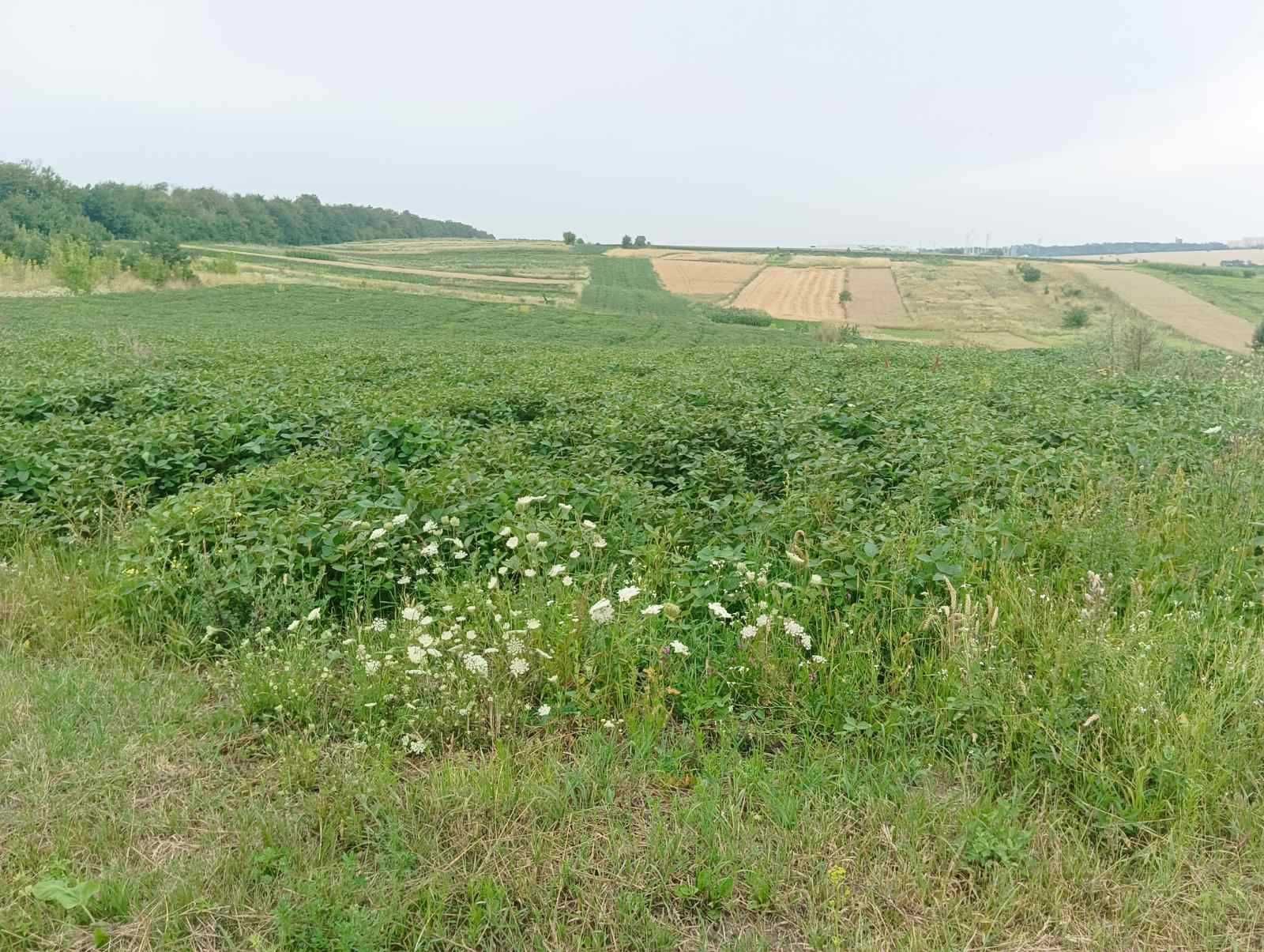 Ділянка село Ружичанка вулиця Вітрова