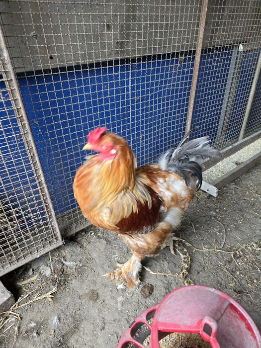 Galo Brahma com 1 ano