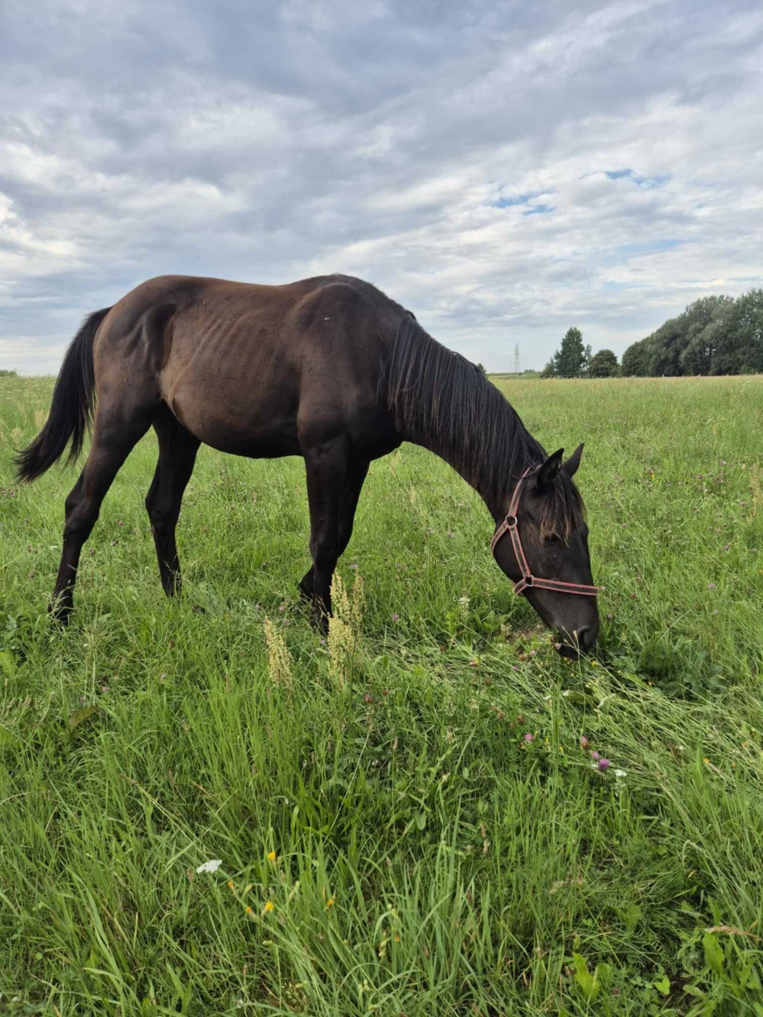 Sprzedam ogierka