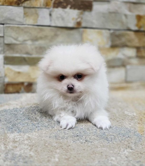 Spitz  pequenino Macho