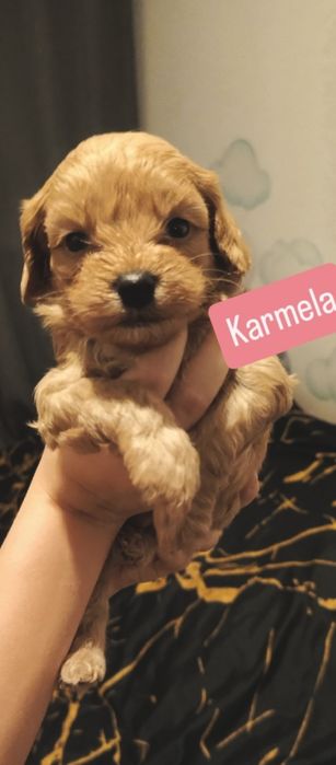 MorkiePoo Maltipoo Pudel Toy prześliczna sunia szczeniaczek