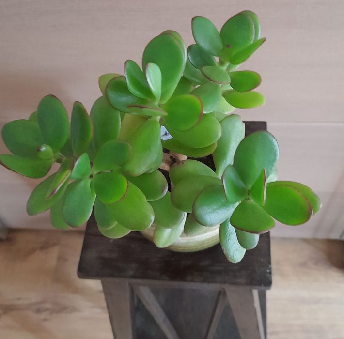 Drzewko szczęścia grubosz