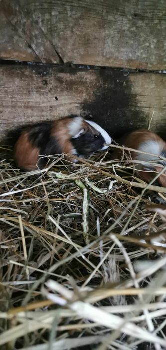 Świnki morskie rozetkowe piękne i zdrowe szukają wspaniałych właścicie