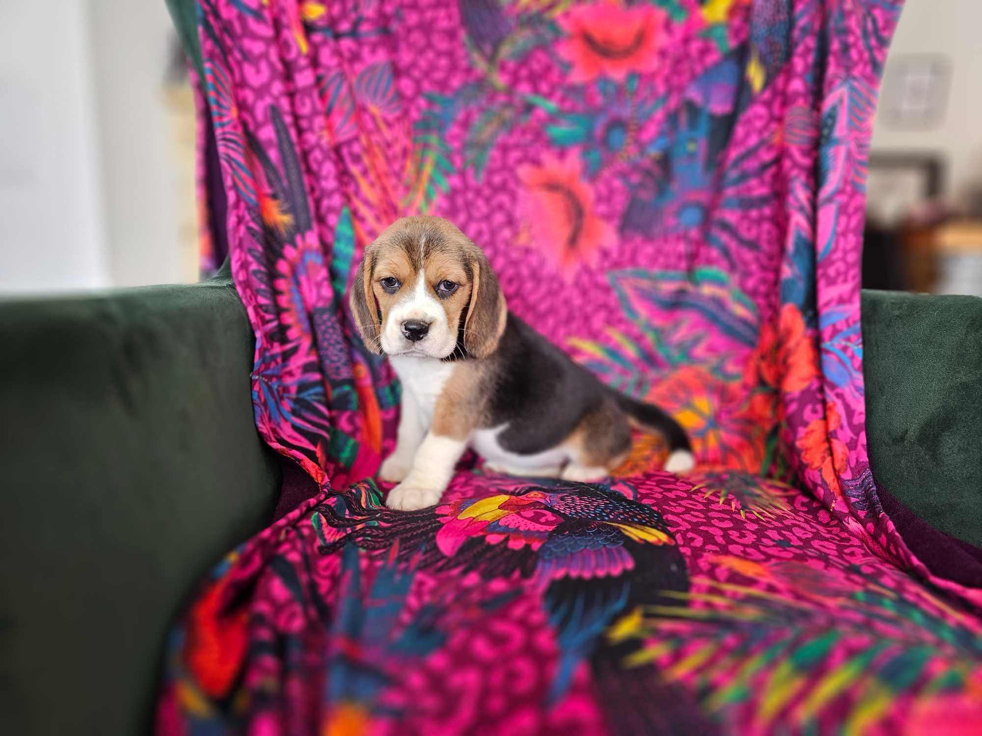 BEAGLE-piesek z hodowli z tradycjami,ZKwP,