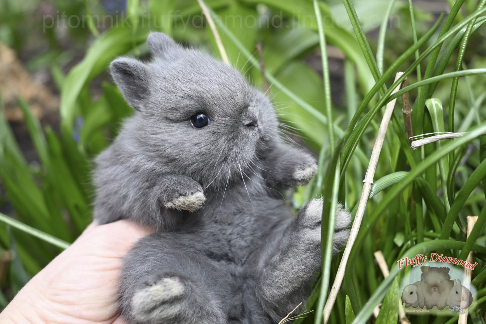 Нидерландский карлик. Кролик из питомника.  Очень маленький!